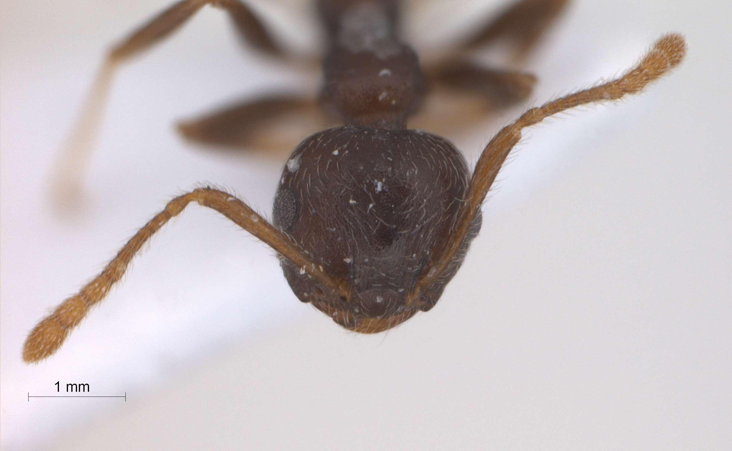 Foto Crematogaster modiglianii Emery, 1900 frontal