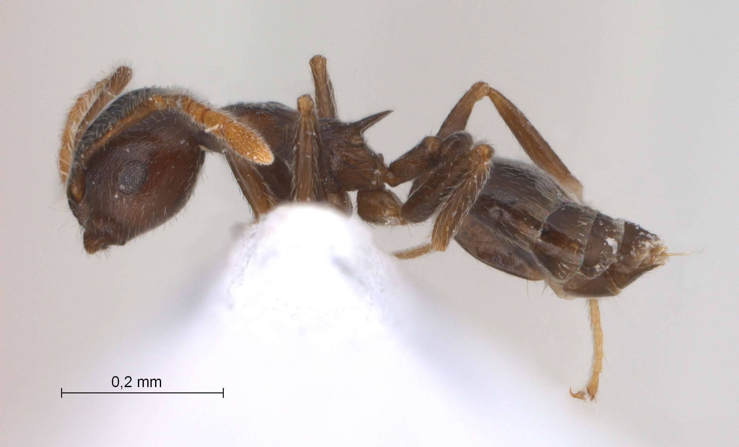 Foto Crematogaster modiglianii Emery, 1900 lateral