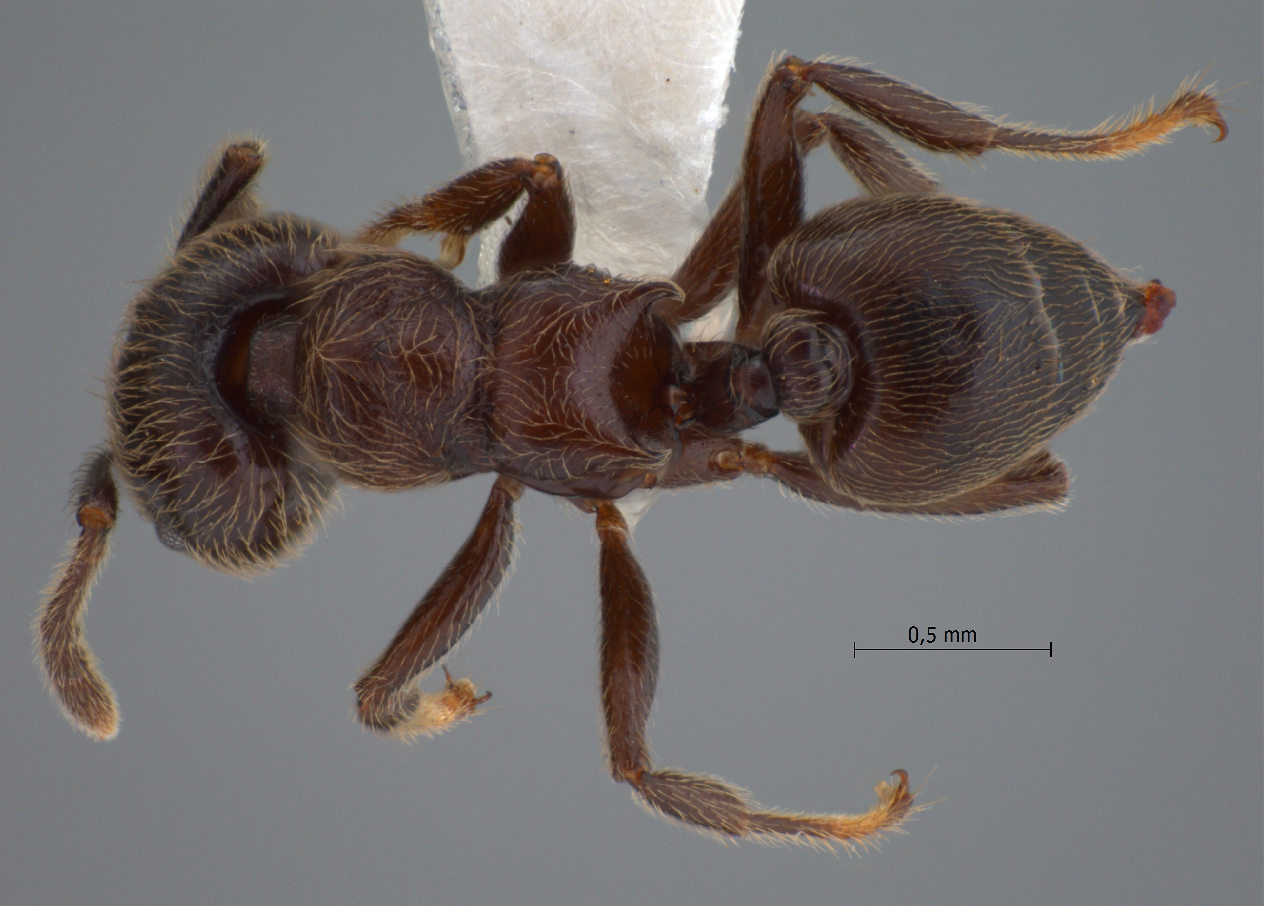 Foto Crematogaster mucronata Emery, 1900 dorsal