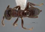 Crematogaster mucronata Emery, 1900 dorsal