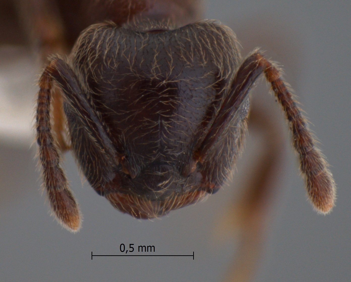 Foto Crematogaster mucronata Emery, 1900 frontal