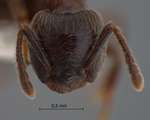 Crematogaster mucronata Emery, 1900 frontal