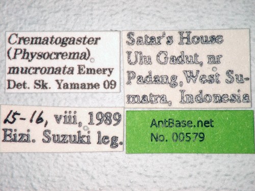 Crematogaster mucronata Emery, 1900 Label