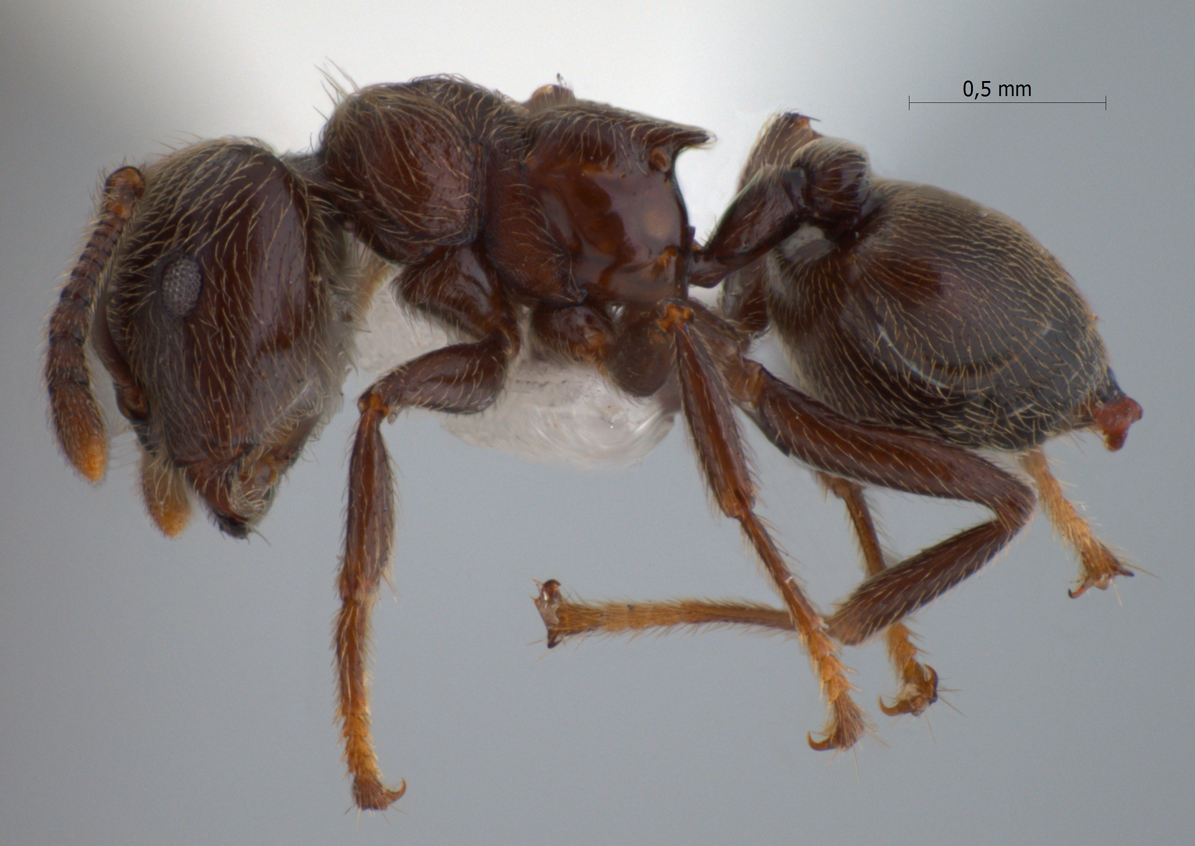 Foto Crematogaster mucronata Emery, 1900 lateral