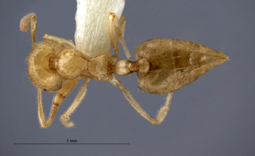 Crematogaster myops Forel, 1911 dorsal