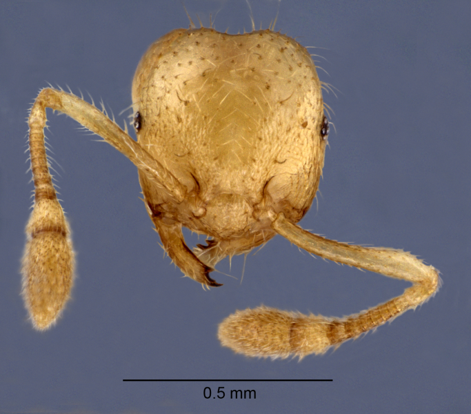 Crematogaster myops Forel, 1911 frontal