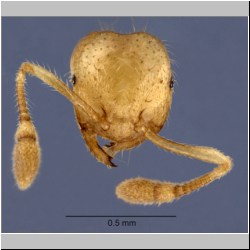 Crematogaster myops Forel, 1911 frontal