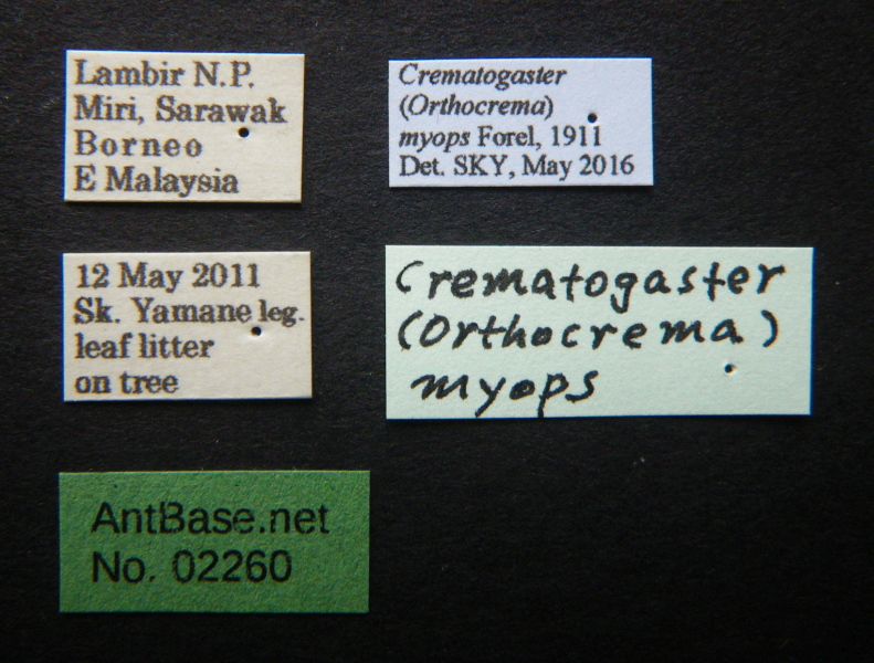 Crematogaster myops Forel, 1911 Label