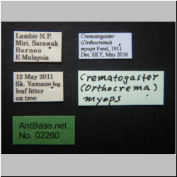 Crematogaster myops Forel, 1911 Label