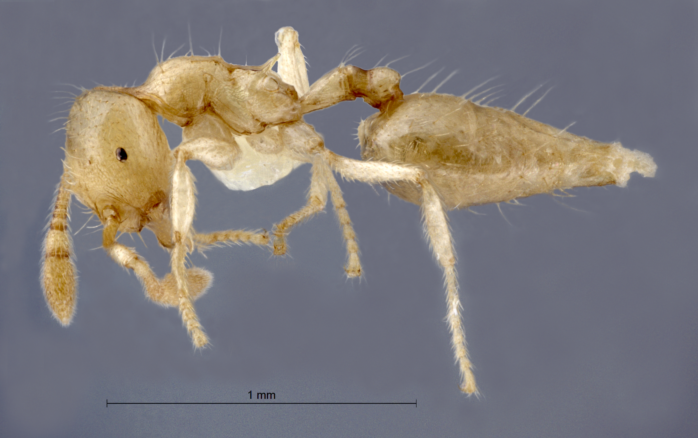 Foto Crematogaster myops Forel, 1911 lateral