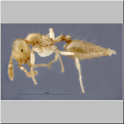 Crematogaster myops Forel, 1911 lateral