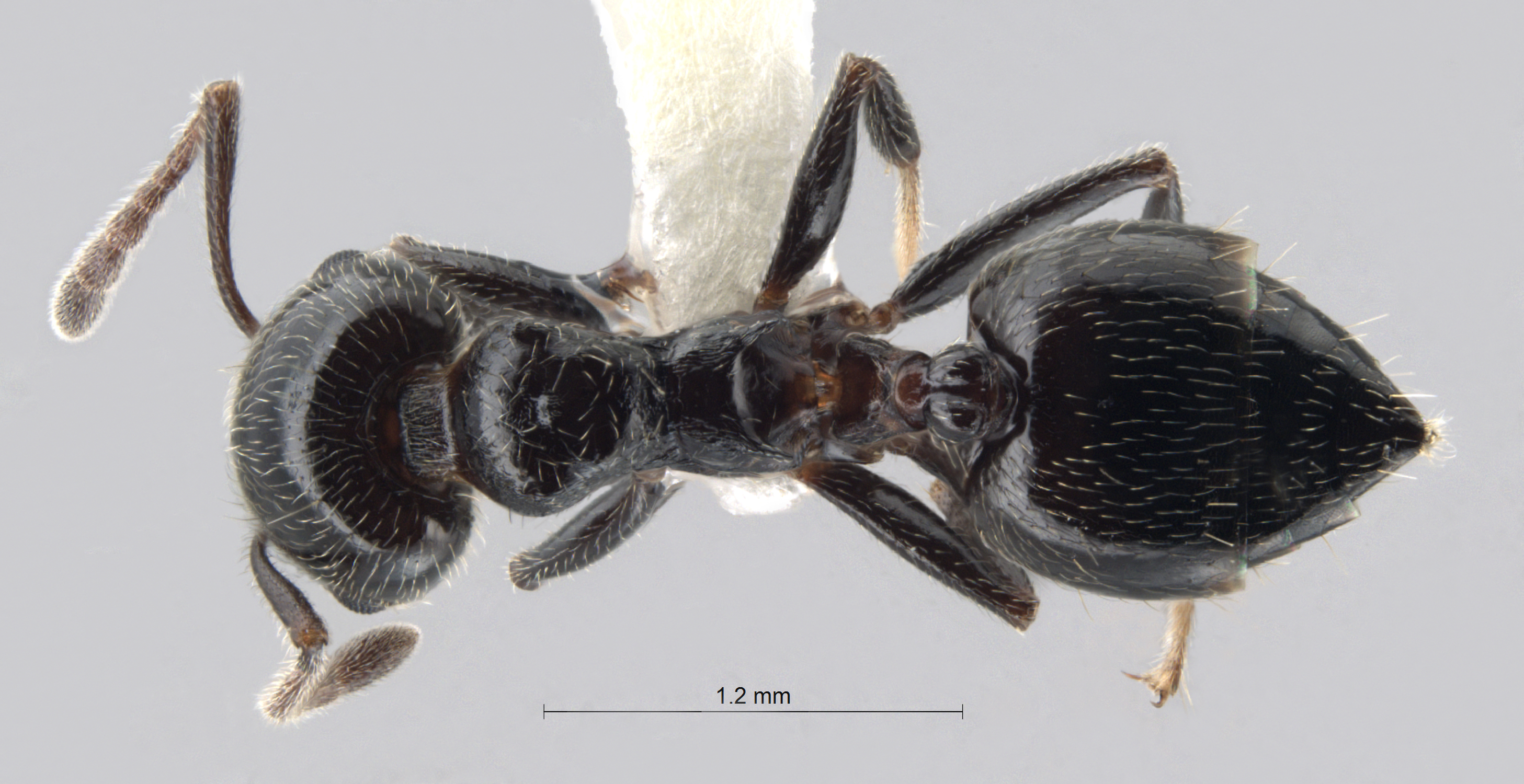 Foto Crematogaster nawai Ito, 1914 dorsal