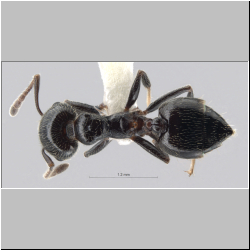 Crematogaster nawai Ito, 1914 dorsal