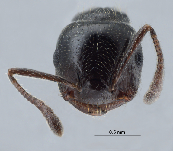 Crematogaster nawai Ito, 1914 frontal