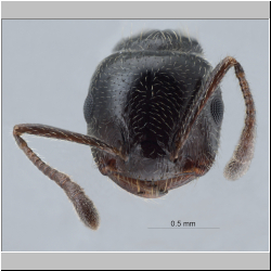 Crematogaster nawai Ito, 1914 frontal