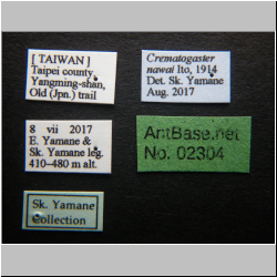 Crematogaster nawai Ito, 1914 Label