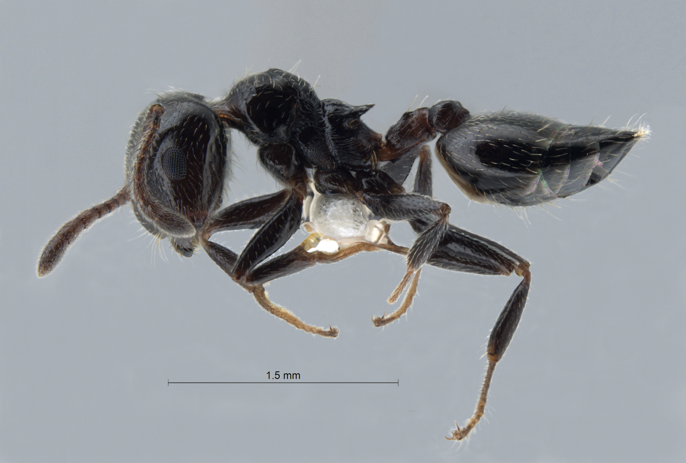 Foto Crematogaster nawai Ito, 1914 lateral