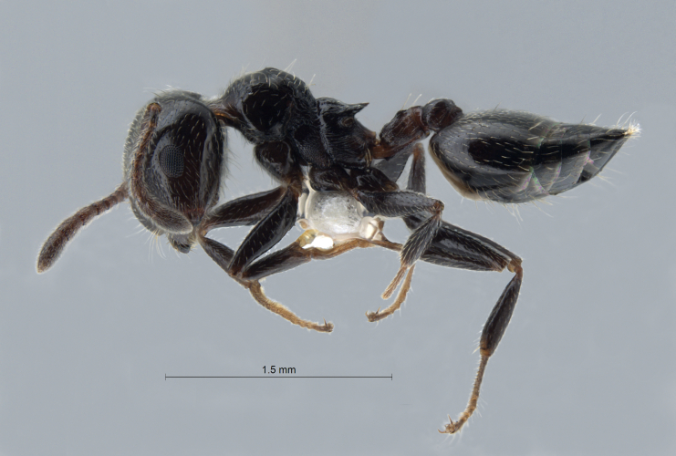 Crematogaster nawai Ito, 1914 lateral