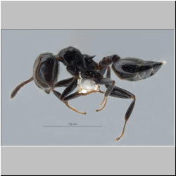 Crematogaster nawai Ito, 1914 lateral