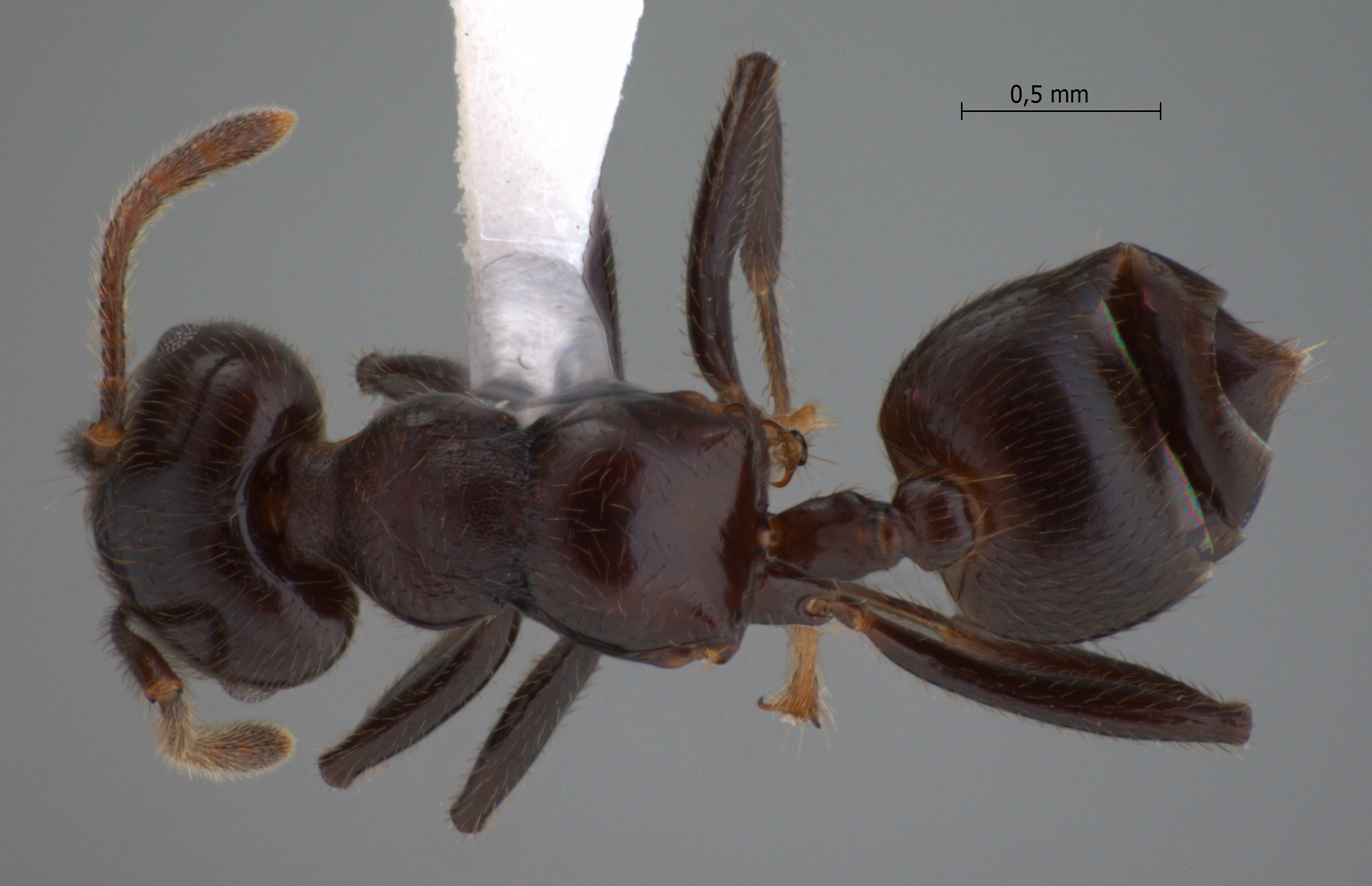 Foto Crematogaster onusta Stitz, 1925 dorsal