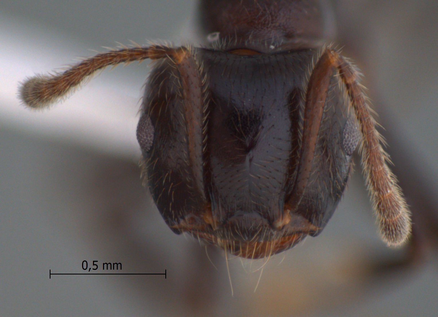 Foto Crematogaster onusta Stitz, 1925 frontal