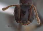 Crematogaster onusta Stitz, 1925 frontal