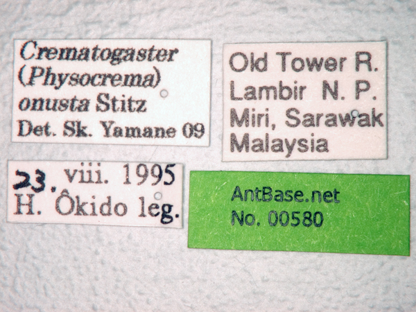 Foto Crematogaster onusta Stitz, 1925 Label