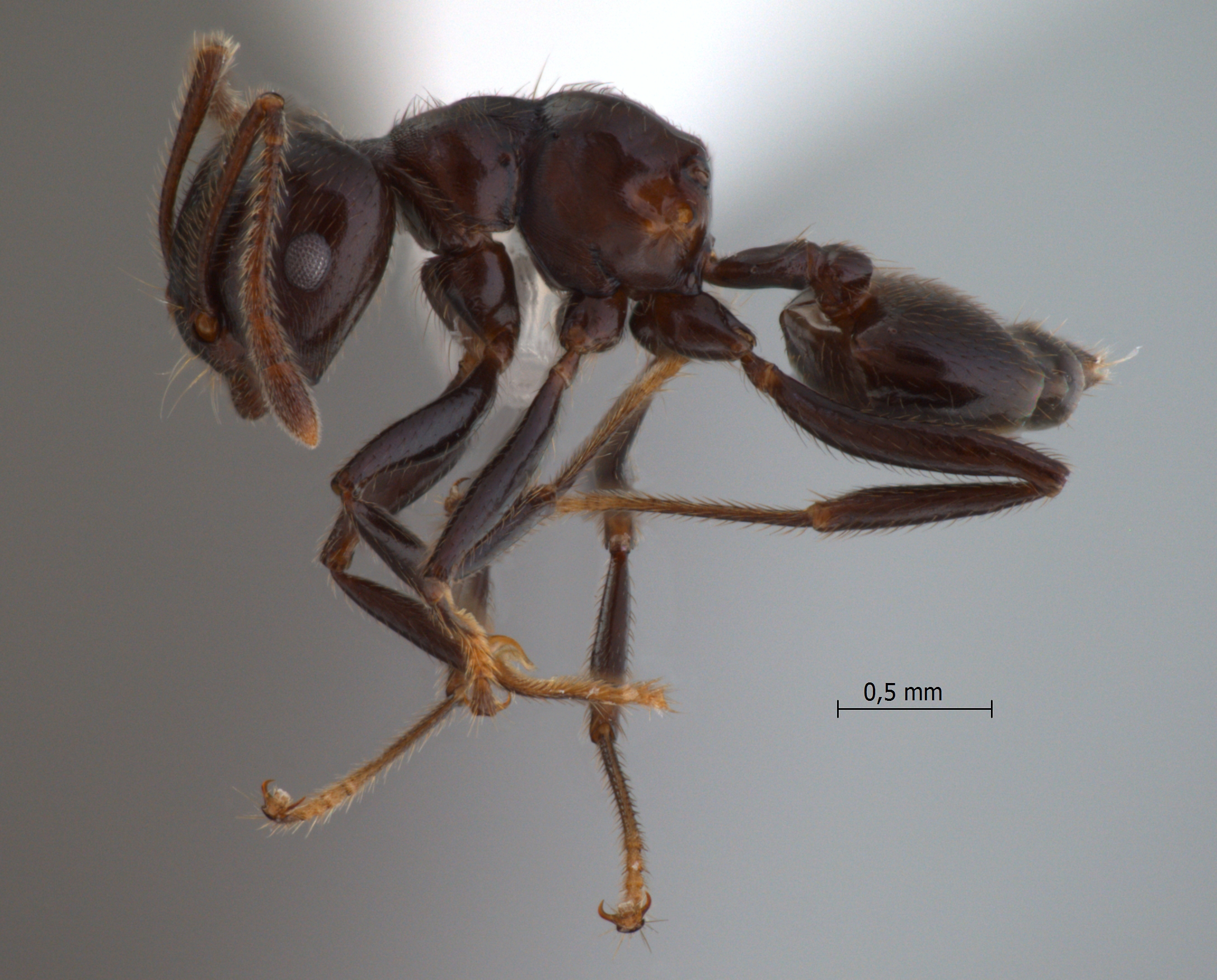 Foto Crematogaster onusta Stitz, 1925 lateral