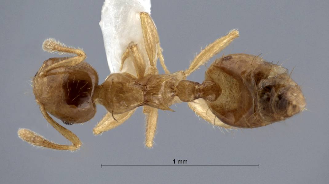 Crematogaster philippinensis Hosoishi & Ogata, 2016 dorsal