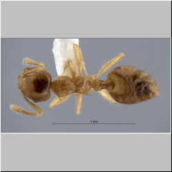 Crematogaster philippinensis Hosoishi & Ogata, 2016 dorsal