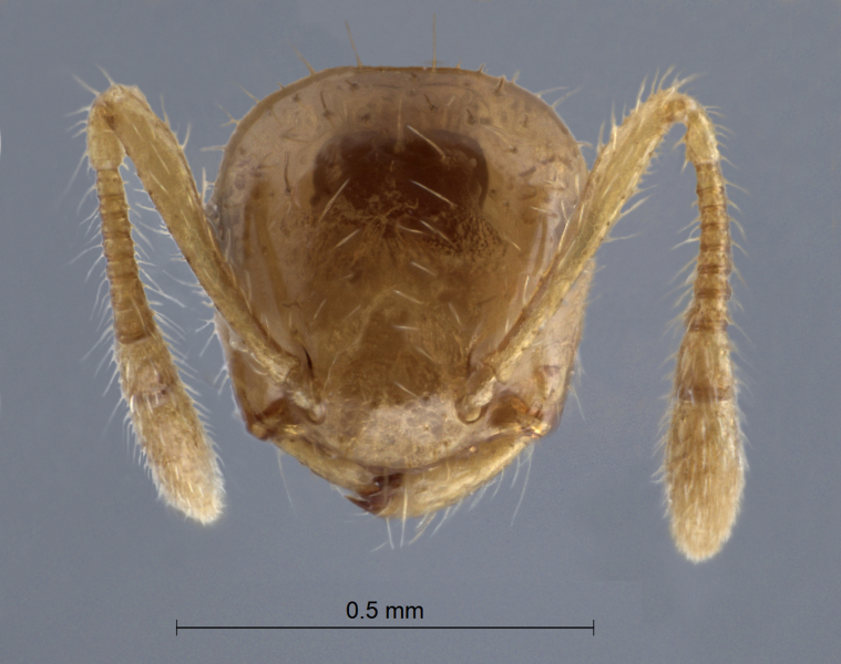 Crematogaster philippinensis Hosoishi & Ogata, 2016 frontal