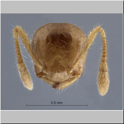 Crematogaster philippinensis Hosoishi & Ogata, 2016 frontal