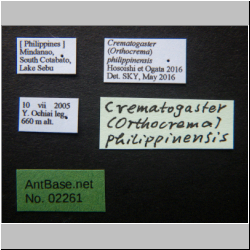 Crematogaster philippinensis Hosoishi & Ogata, 2016 Label