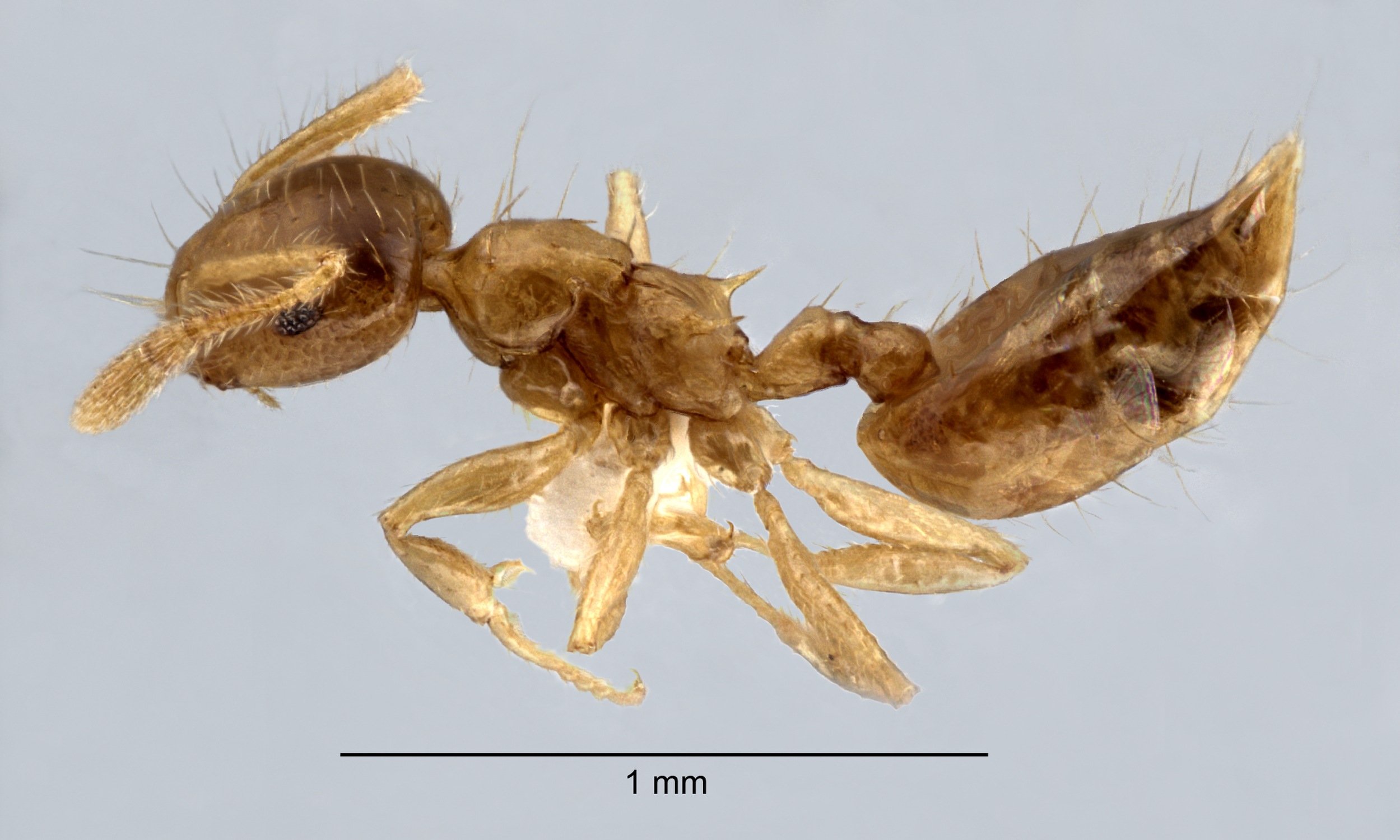 Foto Crematogaster philippinensis Hosoishi & Ogata, 2016 lateral