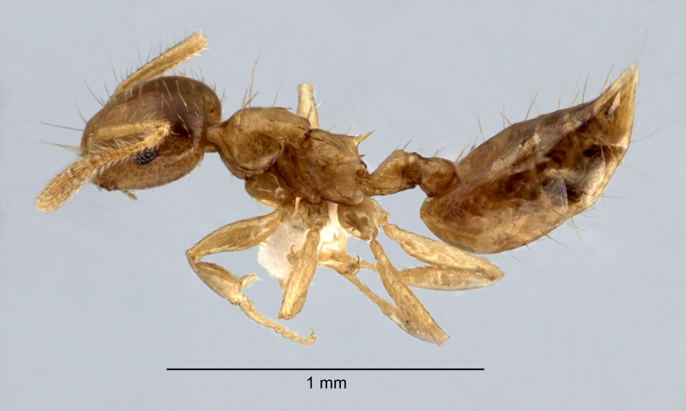 Crematogaster philippinensis Hosoishi & Ogata, 2016 lateral