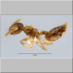 Crematogaster philippinensis Hosoishi & Ogata, 2016 lateral