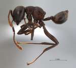 Crematogaster physothorax Emery, 1889 lateral