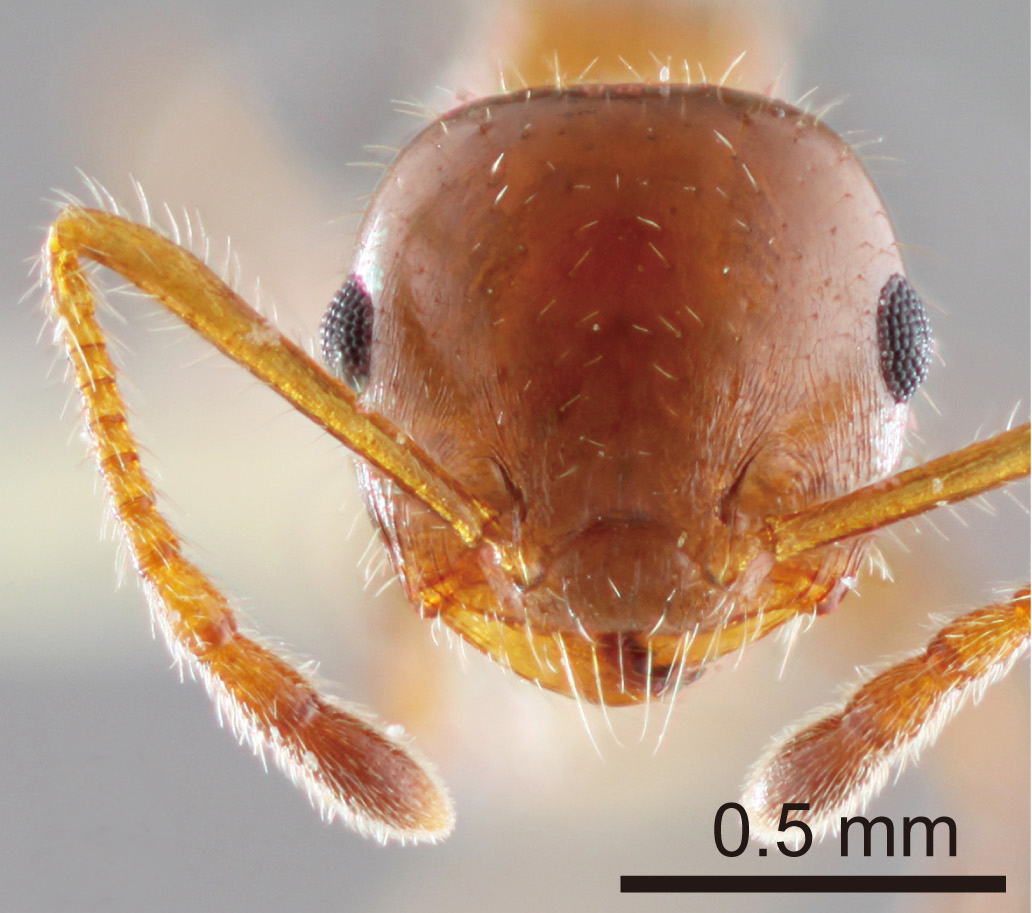 Foto Crematogaster popohana Forel, 1912 frontal