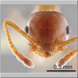 Crematogaster popohana Forel, 1912 frontal