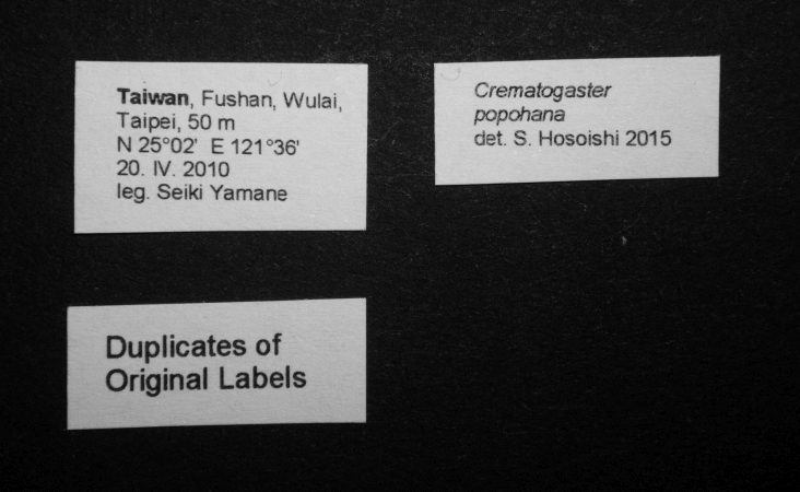 Crematogaster popohana Forel, 1912 Label