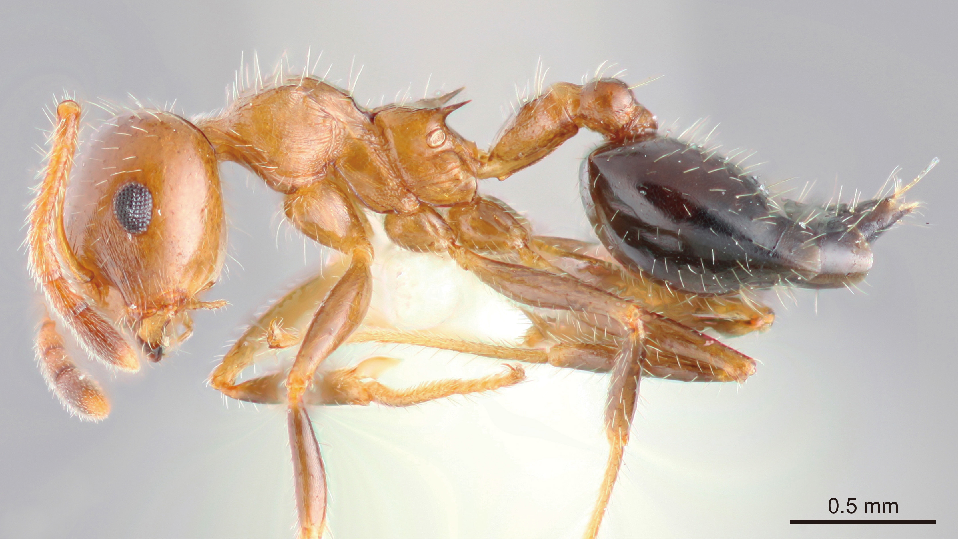 Foto Crematogaster popohana Forel, 1912 lateral