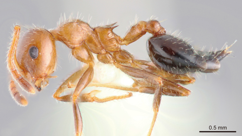 Crematogaster popohana Forel, 1912 lateral