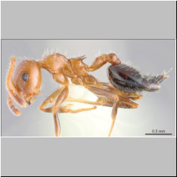 Crematogaster popohana Forel, 1912 lateral