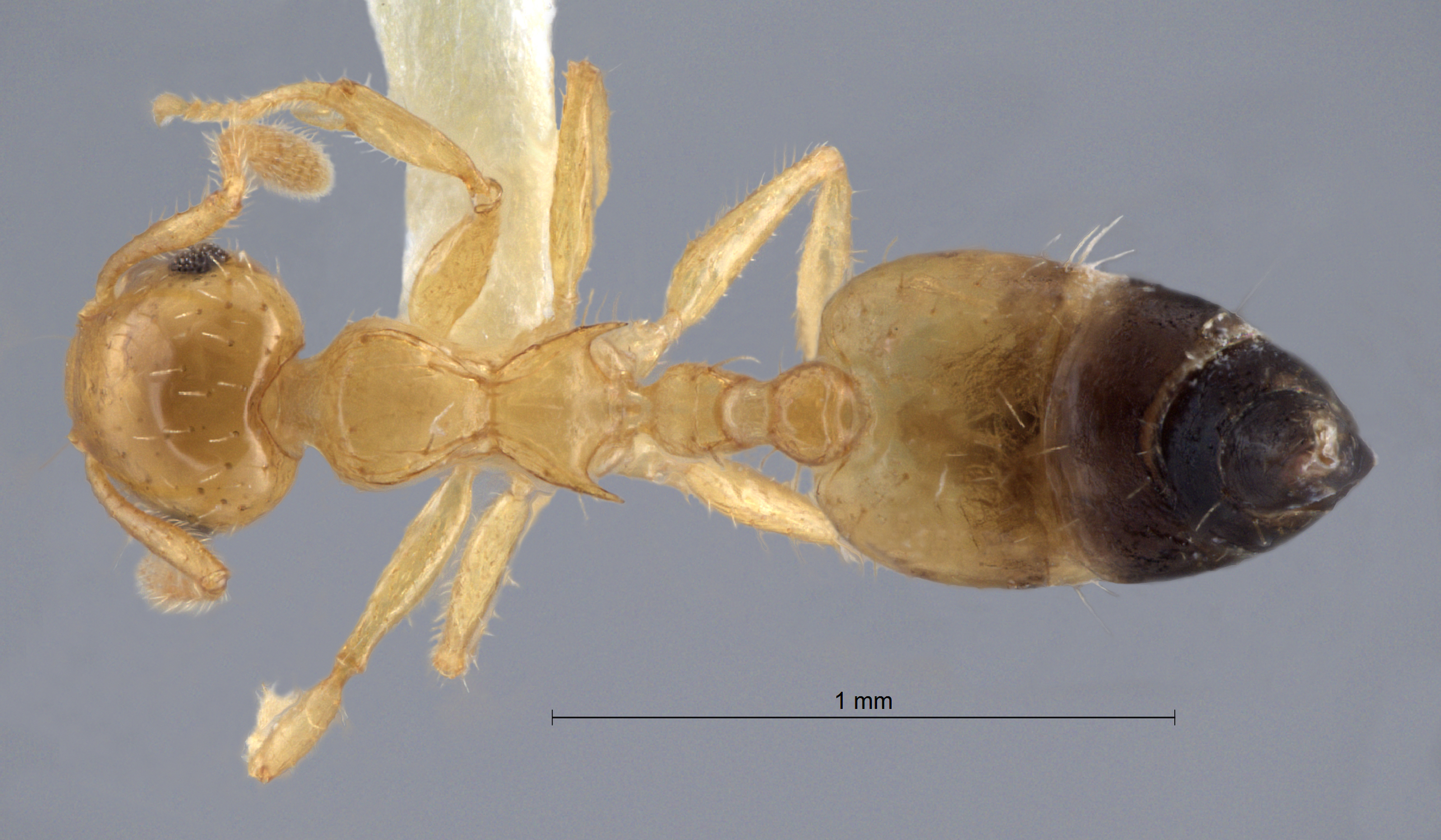 Foto Crematogaster quadriruga Forel, 1911 dorsal