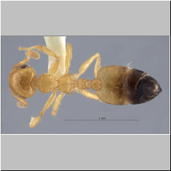 Crematogaster quadriruga Forel, 1911 dorsal