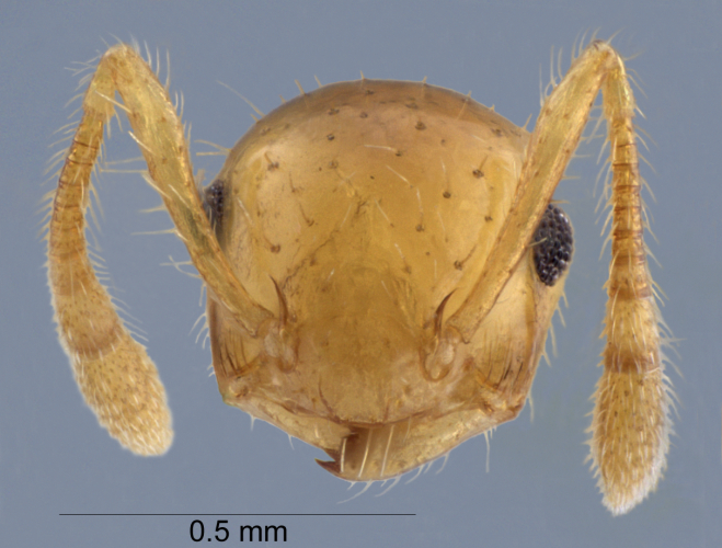 Crematogaster quadriruga Forel, 1911 frontal