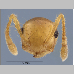 Crematogaster quadriruga Forel, 1911 frontal