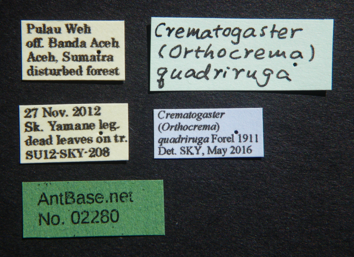 Foto Crematogaster quadriruga Forel, 1911 Label