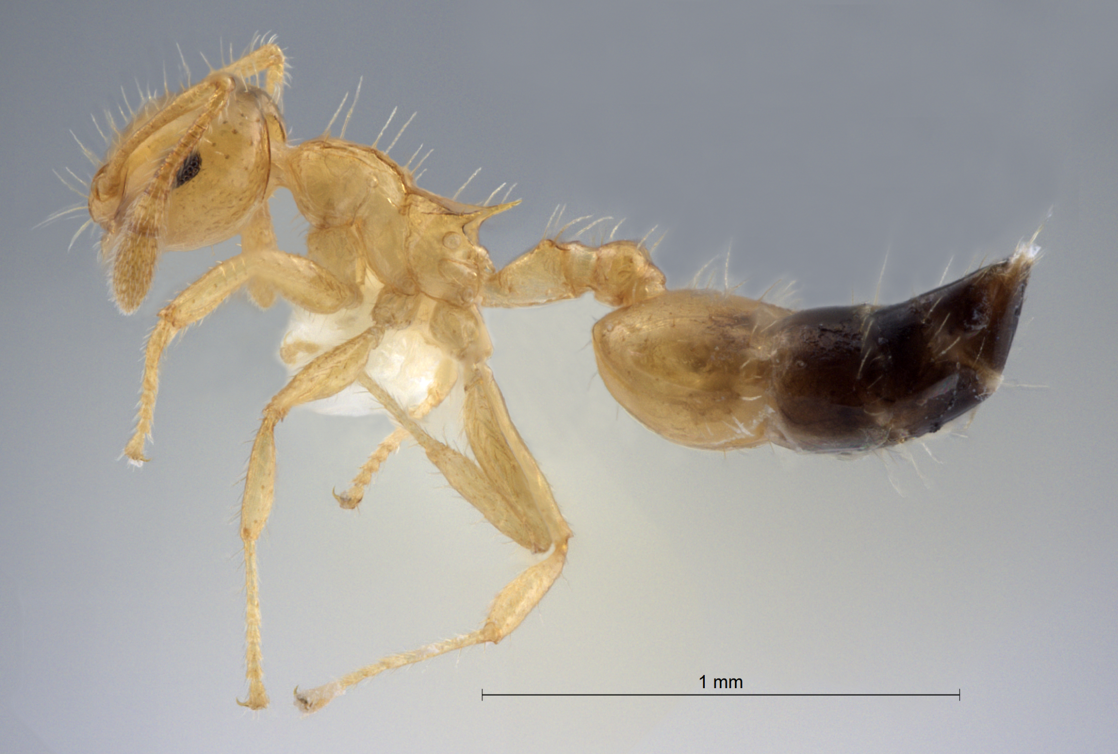 Foto Crematogaster quadriruga Forel, 1911 lateral