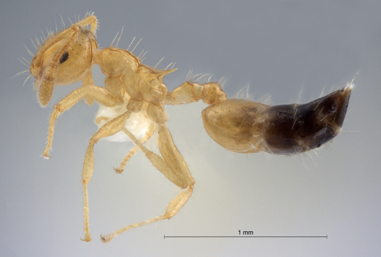 Crematogaster quadriruga Forel, 1911 lateral